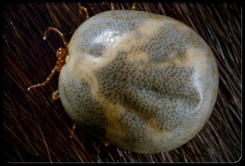 grenny porn lyme disease and vaginal discharge